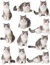 Cats on a white background