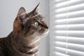 The cats in the window look out through the blinds. Royalty Free Stock Photo