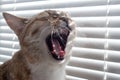 The cats in the window look out through the blinds. Royalty Free Stock Photo