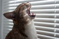 The cats in the window look out through the blinds. Royalty Free Stock Photo