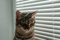 The cats in the window look out through the blinds. Royalty Free Stock Photo