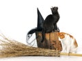 Cats with witch accessories Royalty Free Stock Photo