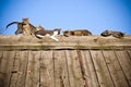 Cats on the wooden roof Royalty Free Stock Photo