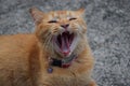 cats yawn cat Royalty Free Stock Photo
