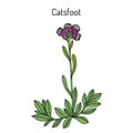 Catsfoot Antennaria dioica , medicinal plan
