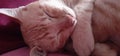 catsleep  cat& x27;s orange Royalty Free Stock Photo