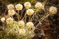 Eriogonum ovalifolium variety purpureum (Cushion Buckwheat) Polygonaceae (Buckwheat Family) Royalty Free Stock Photo