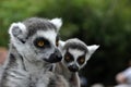 Catta lemur monkeys Royalty Free Stock Photo