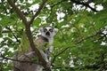 Catta monkey in tree Royalty Free Stock Photo