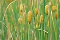 Cattail