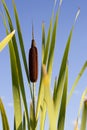 Cattail Blooms Against Blue Sky Royalty Free Stock Photo