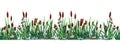 Cattail border. Seamless pattern of swamp reed plants, pond and river botany background. Vector strip print of bulrush Royalty Free Stock Photo