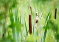 Cattail bullrush in a wetland