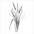 Cattail, bulrush illustration, hand drawn, ink, line art, vector. Black and white clip art isolated. Antique vintage