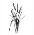 Cattail, bulrush illustration, hand drawn, ink, line art, vector. Black and white clip art isolated. Antique vintage