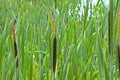 Cattail bulrush reed in the marsh - Typha