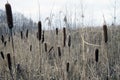 Cattail cattails typha bulrush bulrushes reed reeds totoras marsh swamp Royalty Free Stock Photo