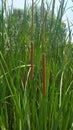 Cattail