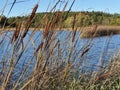 Cattail, characterized by its cigar-like flowers , in the late afternoon sun in autumn, on the lake shore