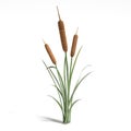 Cattail