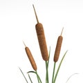 Cattail