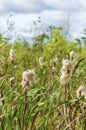 Cattail field in the swamp Royalty Free Stock Photo