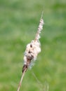 Cattail framed against a dark green background