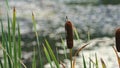 Cattail in front of a pond