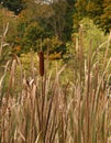 Stately Cumbungi in Early Autumn Royalty Free Stock Photo