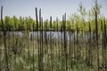 Cattail Grass Near Pond