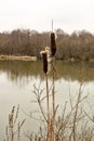 Cattail at a Lake