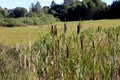 Cattail leaves and flower with spider tulips, growing near water, summer time. Acorus - cattail bush