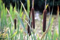 Cattail leaves and flower with spider tulips, growing near water, summer time. Acorus - cattail bush