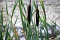 Cattail leaves and flower with spider tulips, growing near water, summer time. Acorus - cattail bush