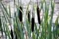 Cattail leaves and flower with spider tulips, growing near water, summer time. Acorus - cattail bush