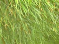 Cattail leaves at a pond