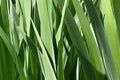 Cattail leaves, super close-up