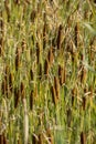 Cattail mace Typha latifolia