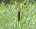 Cattail Plant