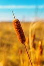 Cattail Plant in the Autumn