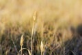 Cattail plant