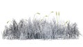 Cattail plant in the winter - isolated on white background Royalty Free Stock Photo