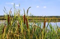 Cattail at a pond, close-up