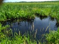 Cattail pond wildflower prairies grass swamp weed