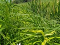 Cattail pond wildflower prairies grass swamp weed