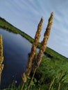 Cattail pond wildflower prairies grass swamp weed