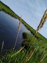 Cattail pond wildflower prairies grass swamp weed