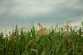 Cattail and reed against a cloudy sky. Reeds. Royalty Free Stock Photo