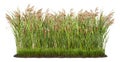 Cut out plant. Reed grass Royalty Free Stock Photo