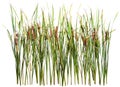 Cut out cattail. Distaff isolated Royalty Free Stock Photo